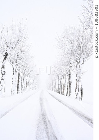 Snow-covered rows of snow-covered trees at Manganji Temple (Niitsu, Akiha Ward, Niigata City, Niigata Prefecture) 139683903