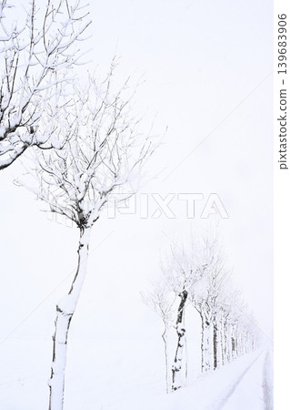 萬願寺(新潟縣新潟市秋葉區新津町)的日本扁柏樹被白雪覆蓋 萬願寺(新潟縣新潟市秋葉區新津町)的日本扁柏樹被白雪覆蓋 139683906