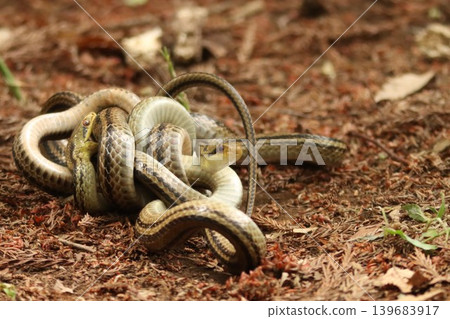A wild striped snake performs a combat dance in the forest in Kashiwa City, Chiba Prefecture. A wild striped snake performs a combat dance in the forest in Kashiwa City, Chiba Prefecture. 139683917