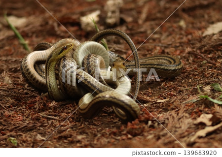 A wild striped snake performs a combat dance in the forest in Kashiwa City, Chiba Prefecture. A wild striped snake performs a combat dance in the forest in Kashiwa City, Chiba Prefecture. 139683920