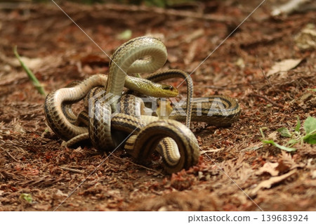 A wild striped snake performs a combat dance in the forest in Kashiwa City, Chiba Prefecture. A wild striped snake performs a combat dance in the forest in Kashiwa City, Chiba Prefecture. 139683924