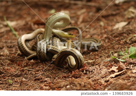 A wild striped snake performs a combat dance in the forest in Kashiwa City, Chiba Prefecture. A wild striped snake performs a combat dance in the forest in Kashiwa City, Chiba Prefecture. 139683926