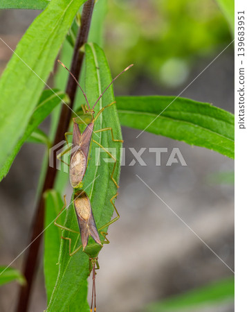 Large stink bug on a leaf Large stink bug on a leaf 139683951