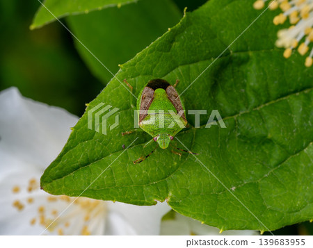 A brown marmorated stink bug on a mock orange leaf. A brown marmorated stink bug on a mock orange leaf. 139683955
