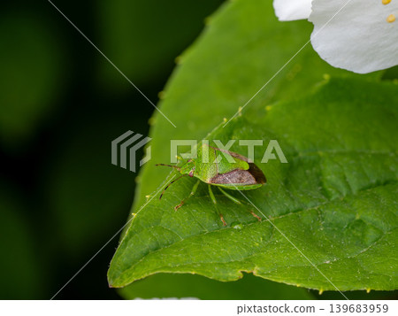 A brown marmorated stink bug on a mock orange leaf. 139683959