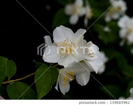 Baikutsugi白花 Baikutsugi白花 139683962