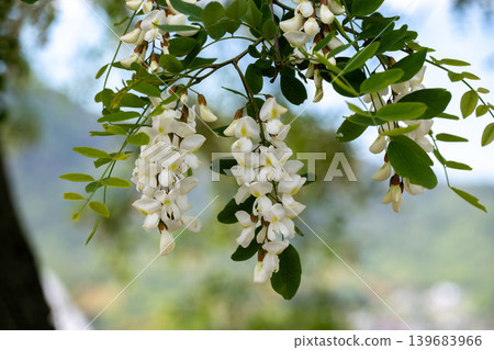 White flowers of locust (Robinia pseudoacacia) 139683966