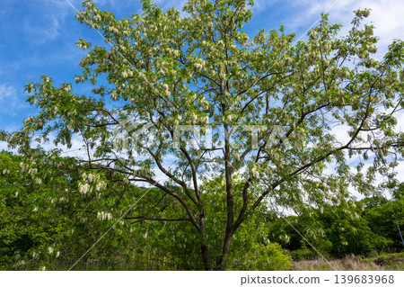 刺槐 (Robinia pseudoacacia) 的白花 刺槐 (Robinia pseudoacacia) 的白花 139683968