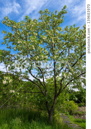 刺槐 (Robinia pseudoacacia) 的白花 刺槐 (Robinia pseudoacacia) 的白花 139683970