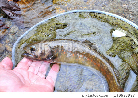 A large, beautifully colored, and dignified wild char. A large, beautifully colored, and dignified wild char. 139683988