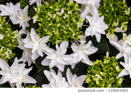 白色八仙花屬特寫鏡頭 白色八仙花屬特寫鏡頭 139683993