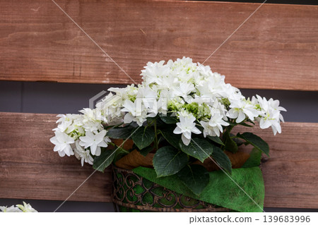 白色繡球花 白色繡球花 139683996