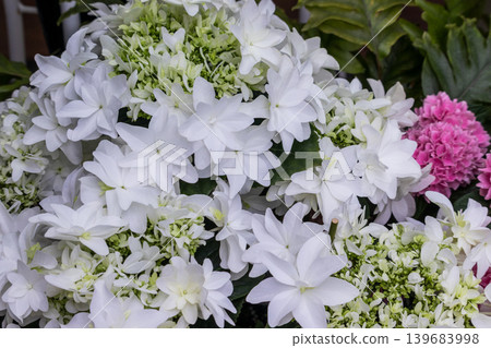 白色八仙花屬特寫鏡頭 139683998
