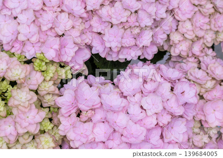 Pink hydrangea close-up 139684005