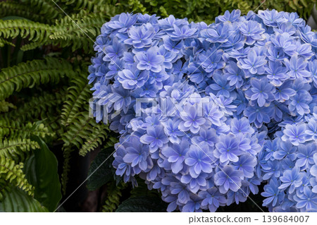 A close-up of a beautiful blue hydrangea. A close-up of a beautiful blue hydrangea. 139684007