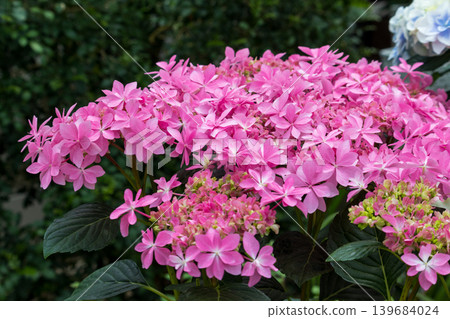 Pink hydrangea Pink hydrangea 139684024