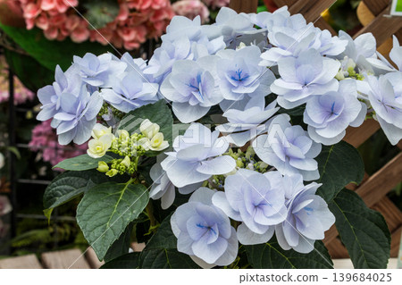 Hydrangea Hydrangea 139684025