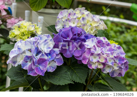 Purple hydrangea Purple hydrangea 139684026