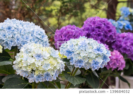 Colorful hydrangea in full bloom Colorful hydrangea in full bloom 139684032