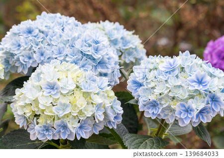 A refreshing blue hydrangea in full bloom 139684033