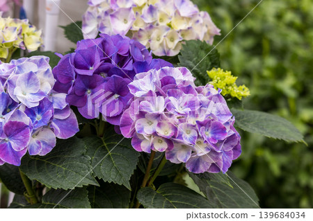 Purple hydrangea Purple hydrangea 139684034