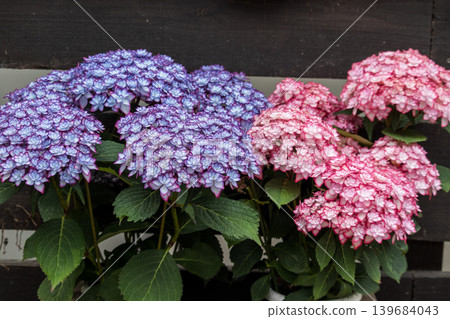 Hydrangea in full bloom 139684043