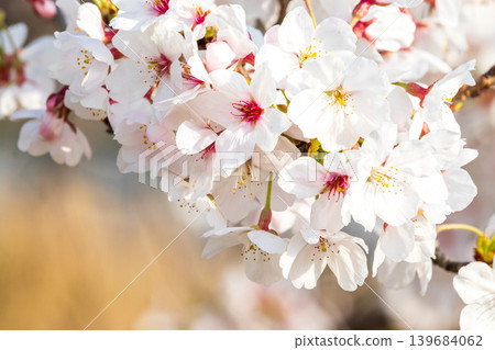 Close-up of cherry blossoms in full bloom Close-up of cherry blossoms in full bloom 139684062