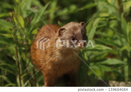 A cute wild weasel peeks out from the fresh green grass in Ibaraki Prefecture in spring. 139684084
