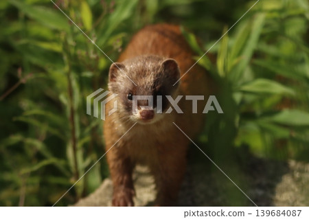 A cute wild weasel peeks out from the fresh green grass in Ibaraki Prefecture in spring. A cute wild weasel peeks out from the fresh green grass in Ibaraki Prefecture in spring. 139684087