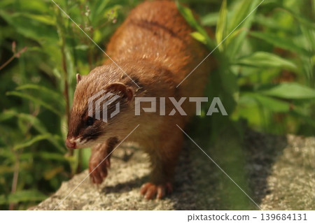 A wild weasel's profile standing in a field of fresh spring greenery, Ibaraki Prefecture. A wild weasel's profile standing in a field of fresh spring greenery, Ibaraki Prefecture. 139684131