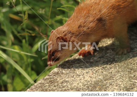 A wild weasel's profile standing in a field of fresh spring greenery, Ibaraki Prefecture. 139684132