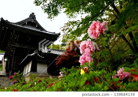 長谷寺仁王門附近的牡丹花 長谷寺仁王門附近的牡丹花 139684139