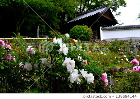 花之寺牡丹園 花之寺牡丹園 139684144