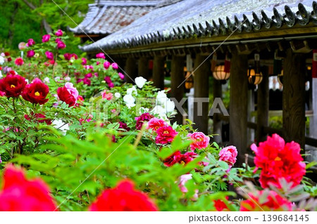 The Peony Corridor and the area near the climbing corridor at Hase-dera Temple 139684145