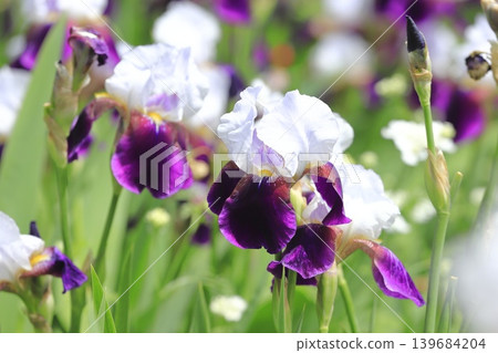 German irises in full bloom German irises in full bloom 139684204