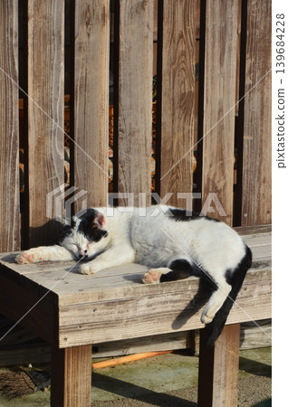 Cat taking a nap (Higashiizu-cho, Kamo-gun, Shizuoka prefecture) 139684228