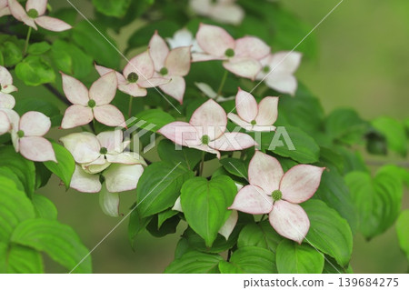 粉紅色的山茱萸花 粉紅色的山茱萸花 139684275