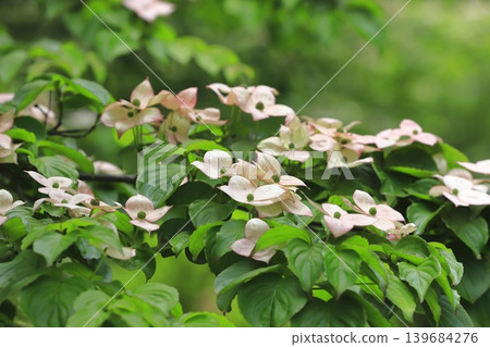 pink dogwood flower pink dogwood flower 139684276