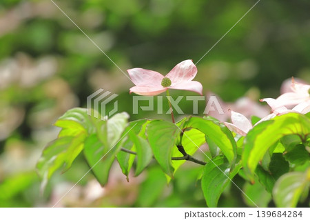 pink dogwood flower pink dogwood flower 139684284