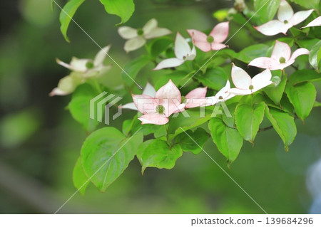 pink dogwood flower pink dogwood flower 139684296