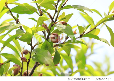 Flowers and buds of Magnolia grandiflora (Benibana Karataneogama) Flowers and buds of Magnolia grandiflora (Benibana Karataneogama) 139684342