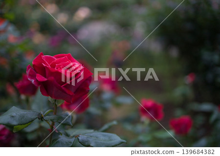 紅茶具有紅茶的香氣。 紅茶具有紅茶的香氣。 139684382
