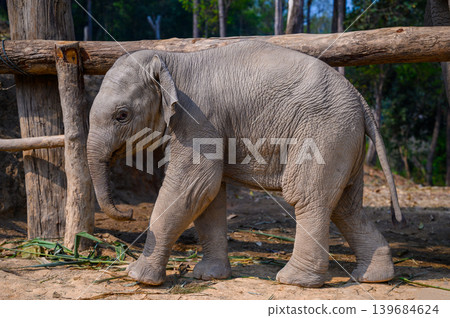 close up of an babyelephant close up of an babyelephant 139684624