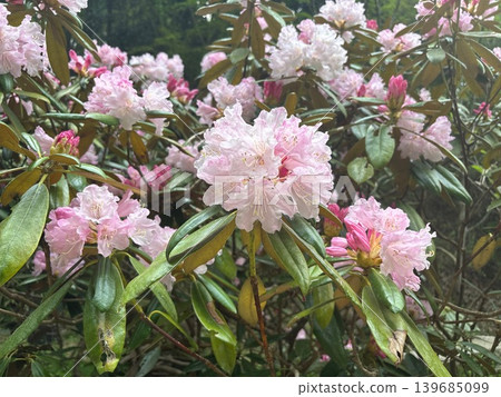Pink rhododendron flowers in full bloom on the spring mountain. Pink rhododendron flowers in full bloom on the spring mountain. 139685099