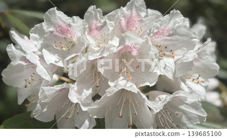 Close-up of a white rhododendron flower in spring. Close-up of a white rhododendron flower in spring. 139685100