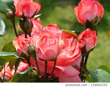 Beautiful red roses Beautiful red roses 139685103