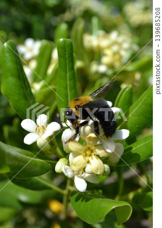 A bumblebee collecting nectar from a Pittosporum flower. A bumblebee collecting nectar from a Pittosporum flower. 139685208