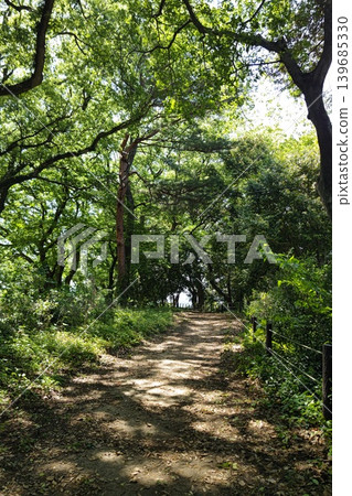 A forest where sunlight filters through the trees A forest where sunlight filters through the trees 139685330