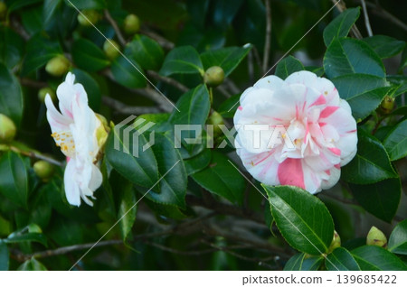 A vibrant camellia flower (Shōjōji Temple / 833-1-1 Inatori, Higashiizu-cho, Shizuoka Prefecture) A vibrant camellia flower (Shōjōji Temple / 833-1-1 Inatori, Higashiizu-cho, Shizuoka Prefecture) 139685422