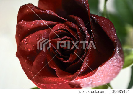 Red rose bloom with dew drops in natural light Red rose bloom with dew drops in natural light 139685495